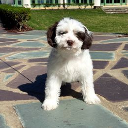 Deacon - Chocolate male Australian Labradoodle puppy in Matthews, North Carolina from Weddington Labradoodles