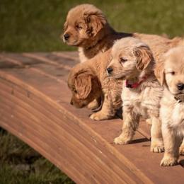 Golden Retrievers from Stonecroft