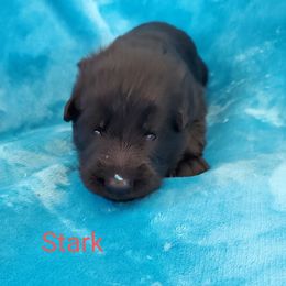 German Shepherd Puppies from Shield Kennels