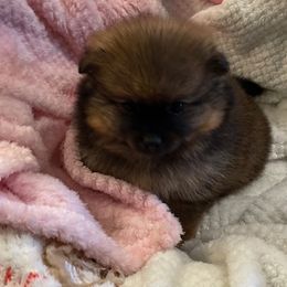 Pomeranian Puppies from Nikki’s lil Pomeranians