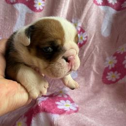 TBD - Red and white female Bulldog puppy in Bradleyville, Missouri from HurstBulldogs