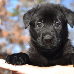 Black Female (No Collar) - German Shepherd puppy in Oxford, Arkansas from Atlas Shepherds