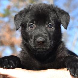 Black Female (No Collar) - German Shepherd puppy in Oxford, Arkansas from Atlas Shepherds