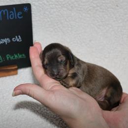 Benji (Green collar) - Cream male Dachshund puppy in Prospect, Oregon from Spunky Sausage Pups