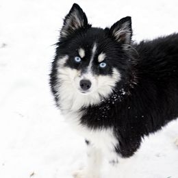 Pomskies, Rottweilers, Shetland Sheepdogs, and Toy Shetland Sheepdogs from Mountain High Kennels