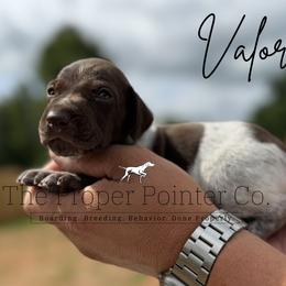 Valor - male German Shorthaired Pointer puppy in Six Mile, South Carolina from The Proper Pointer Co.