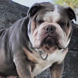 Bulldogs from Andy Flores (Indelibullz)