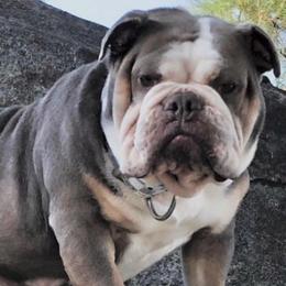 Bulldogs from Andy Flores (Indelibullz)