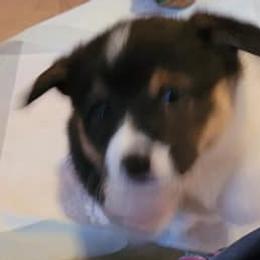 Girl 5 - Pembroke Welsh Corgi puppy in Smithville, Texas from Kat's Corgi's