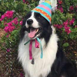 Border Collies from Susan's Border Collies