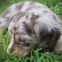 Dachshund Puppies from Bald Mountain Dachshunds
