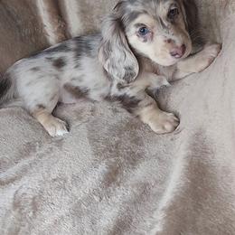 GABE - Choc Cream Dapple - Dapple male Dachshund puppy in Swink, Oklahoma from Palali Farm