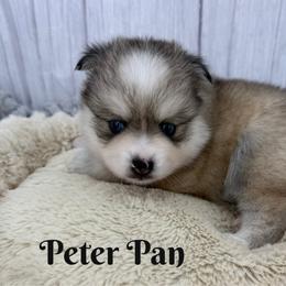 Petter Pan - Silver and white male Pomsky puppy in Eastman, Georgia from Once Upon A Pomsky