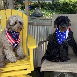 Portuguese Water Dogs from Bayswater Portuguese Water Dogs