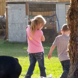 French Bulldog Puppies from Ginny's Frenchie's