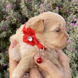 Girl 4 - Gold female Shihpoo puppy in Millsap, Texas from Gaston’s Posh Poodles and Doodles