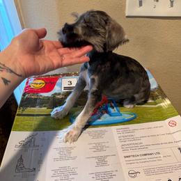 Boy4 - Salt and pepper male Miniature Schnauzer puppy in Bloomington, California from Mini Beard Buster Kennel