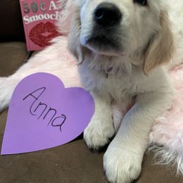 Golden Retriever Puppies from R Ranch Goldens