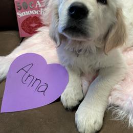 Golden Retriever Puppies from R Ranch Goldens