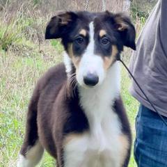 Borzois from Kohinoor Borzoi