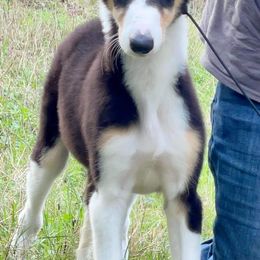 Borzois from Kohinoor Borzoi