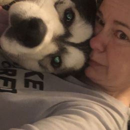 Alaskan Malamutes from Jennifer Corr's Onak Alaskan Malamutes