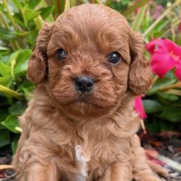 Cavapoo puppies from Primrose Pups