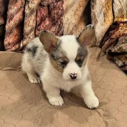 Boy 1 - Blue merle and white male American Corgi puppy in Visalia, California from VIP Stables