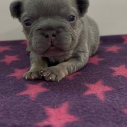Elena - Tricolors female French Bulldog puppy in Spokane, Washington from Lilac City Frenchies