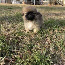 Pekingese Puppies from Ashlyn's Pups