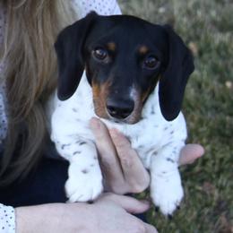 Jane - Dachshund