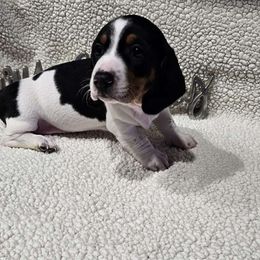 Sweet Potato - Piebald Dachshund puppy in Sarasota County, Florida from Donna's Mini Joys