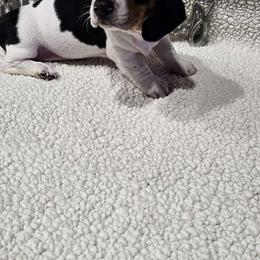 Sweet Potato - Piebald Dachshund puppy in Sarasota County, Florida from Donna's Mini Joys