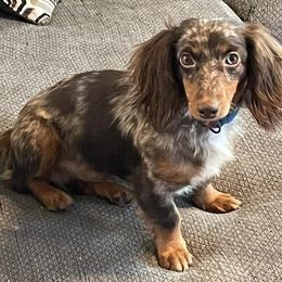 Chihuahuas and Dachshunds from Casey's Chihuahuas and mini Dachshunds