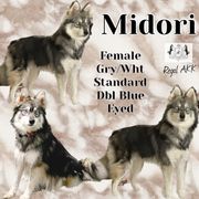 Midori - Alaskan Klee Kai