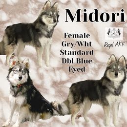 Midori - Alaskan Klee Kai