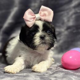 Nix - Red and white female Shih Tzu puppy in Sharon, Pennsylvania from Keystone Danes and Shih tzus