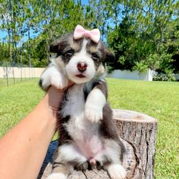 Cookie - Black and white female American Corgi puppy in Florida from Sunrise Corgis