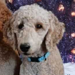 Goldendoodles from Ds_minidoodles
