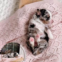 Beau - Blue merle male Bernedoodle puppy in Cold Spring, Minnesota from A.N.A. Doodles