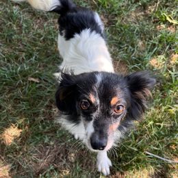 Australian Shepherds, Papillons, and Poodles from Our Little Knoll