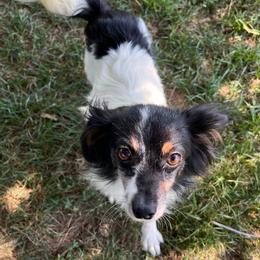 Australian Shepherds, Papillons, and Poodles from Our Little Knoll