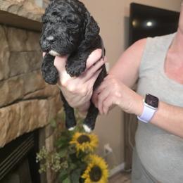 Purple collar - Black female Goldendoodle puppy in Sanderson, Florida from Serenity Goldendoodles