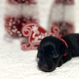 Boy Red - Black and tan Dachshund puppy in Modesto, California from Lola’s Doxies