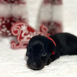 Boy Red - Black and tan Dachshund puppy in Modesto, California from Lola’s Doxies