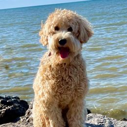 Bernedoodles and Goldendoodles from Point Breeze Doodles, LLC