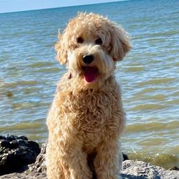 Bernedoodles and Goldendoodles from Point Breeze Doodles, LLC