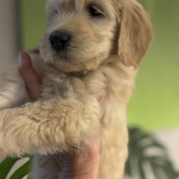 Rosie - Cream female Goldendoodle puppy in Tucson, Arizona from Cheryl's Goldendoodles