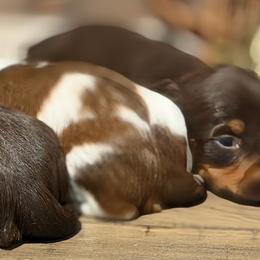 Dachshund Puppies from Monroe’s Hillcrest Dachshunds