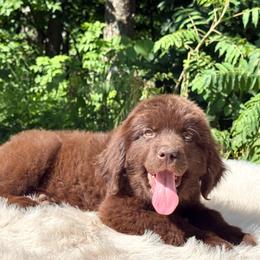 Queen OFA - Brown female Newfoundland puppy in Falmouth, Michigan from Dyer Lake Newfoundland’s